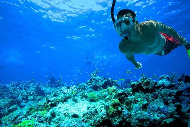 Underwater Snorkel Experience day in Cozumel with Transportation from Cancún - Who This Tour Is Best For