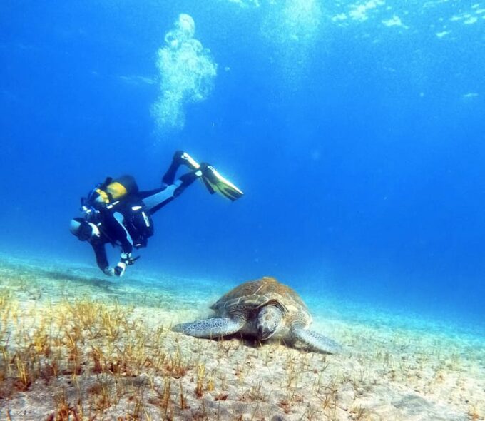 Underwater Tenerife - Personalized Scuba Diving Experience - Beginner-Friendly Scuba Diving