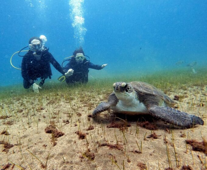 Underwater Tenerife - Personalized Scuba Diving Experience - Why Choose Personalized Scuba Diving?