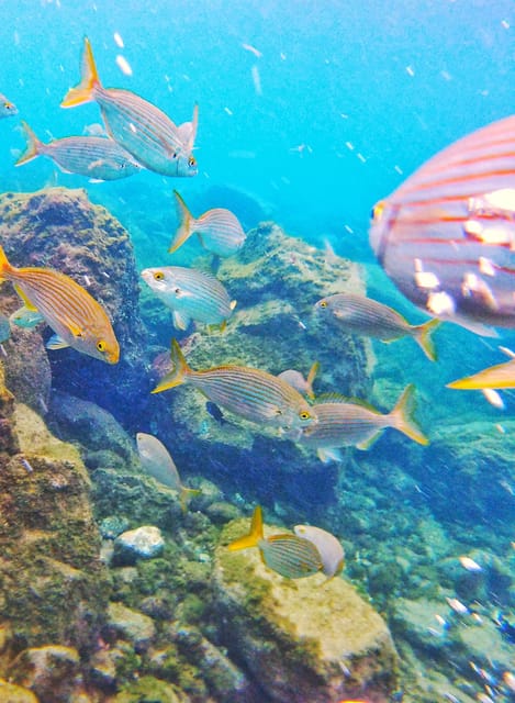 Underwater Tenerife - Personalized Scuba Diving Experience - Frequently Asked Questions