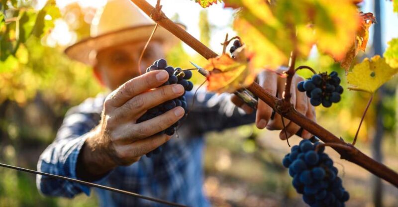 UNESCO Heritage and Wine Delights Private Tour From Bordeaux - Frequently Asked Questions
