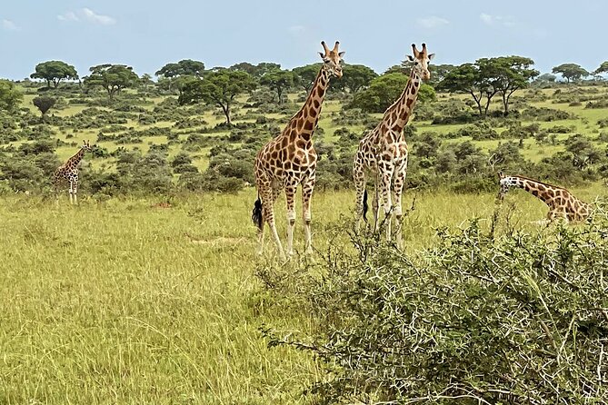 Unforgettable 3 Days Murchison Falls. - Good To Know