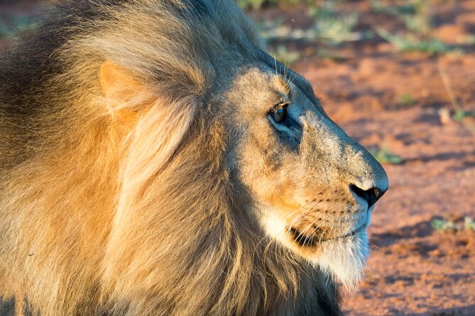 Unforgettable 4 Days Tanzania Private Budget Safari Tour - Wildlife Experiences