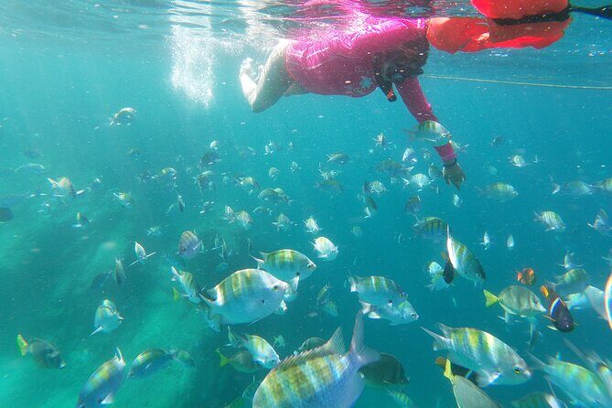 unforgettable snorkeling activity in The Sea of Cortes - An Overview of What to Expect