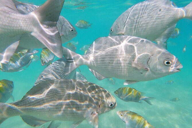 unforgettable snorkeling activity in The Sea of Cortes - A Day Well Spent in Los Cabos
