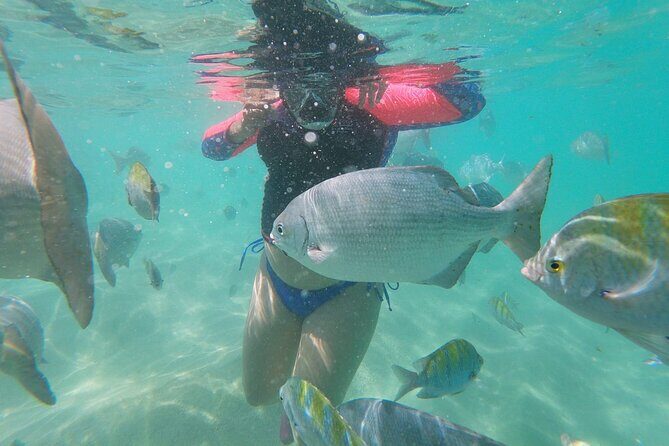 unforgettable snorkeling activity in The Sea of Cortes - Detailed Breakdown of the Itinerary