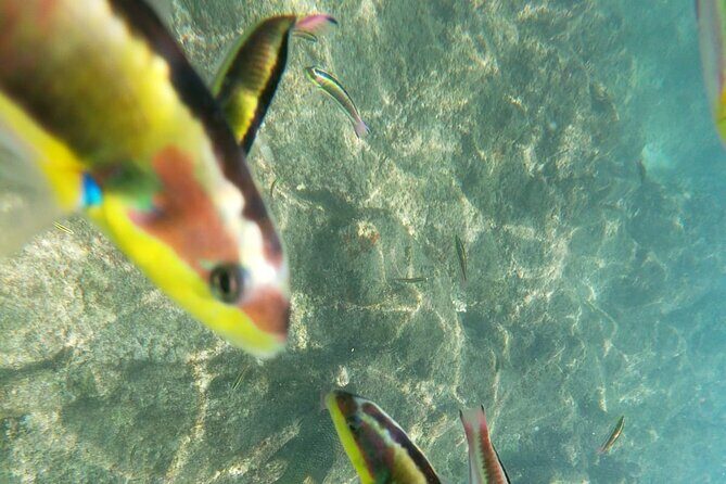 unforgettable snorkeling activity in The Sea of Cortes - Final Thoughts on the Experience