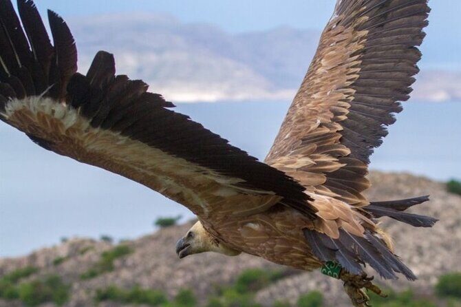 Uninhabited Island Discover Plavnik with a Pirate Ship - The Sum Up: Is this tour worth considering?