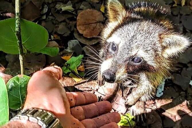 Unique 5 Hours-Boat Tour to Raccoon Island from Fort Lauderdale - An In-Depth Look at the Tour Experience