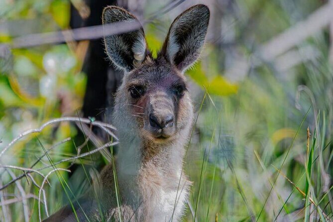 Unique and Personal BushTracks Eco Tour in Agnes Water 1770 - FAQs