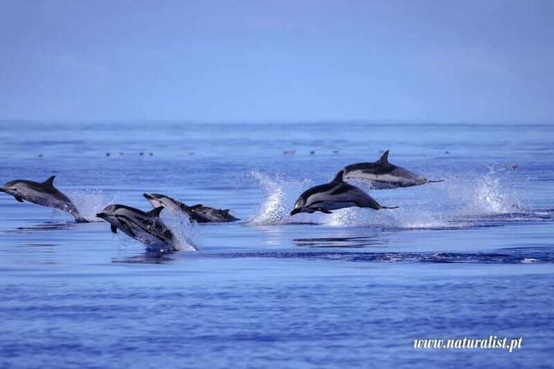 UNIQUE FAIAL | Whales & Volcanoes | 2 Half Days - Practical Tips for Travelers