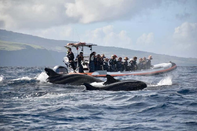 UNIQUE FAIAL | Whales & Volcanoes | 2 Half Days - Why This Tour Is Worth Considering