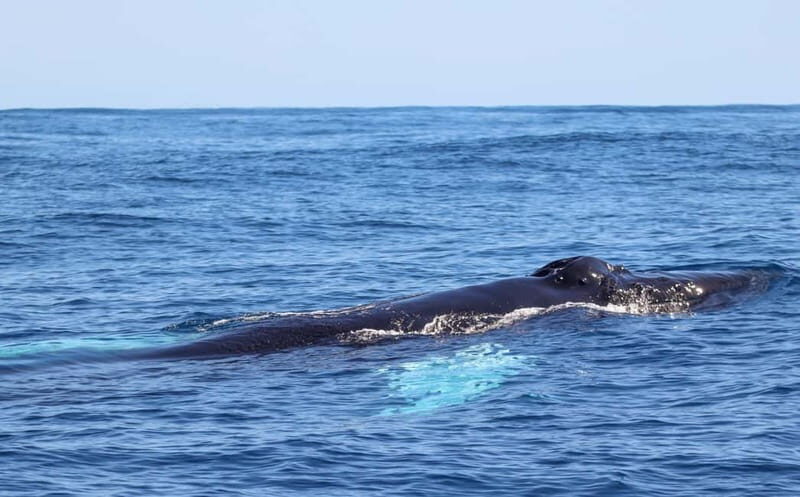 UNIQUE FAIAL | Whales & Volcanoes | 2 Half Days - Who Will Love This Experience?