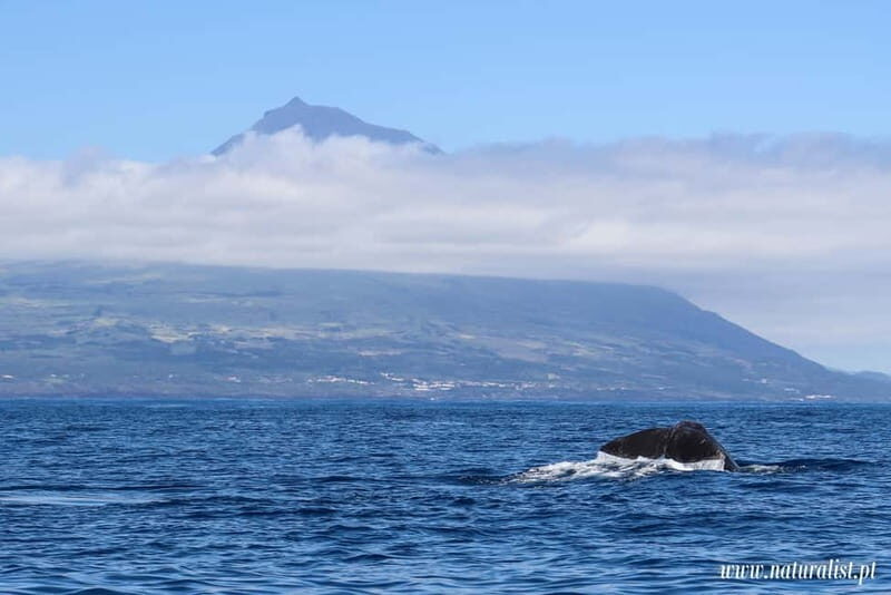 UNIQUE FAIAL | Whales & Volcanoes | 2 Half Days - The Sum Up: A Well-Rounded Azorean Experience