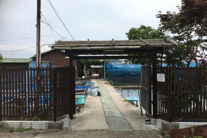 Unique One-Day Goldfish Experience in Yamato-Koriyama - Goldfish Viewing and Interaction