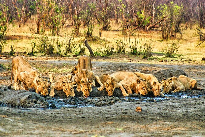 Unique Safari Game Drives in Zambezi National Park, 4 Options - Booking and Cancellation Policy