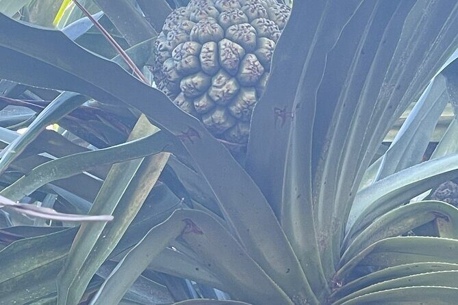 Upcountry Sunset Tour - Frequently Asked Questions