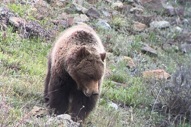 Upper Loop Lamar Wildlife Safari from Gardiner PRIVATE Lunch - An In-Depth Look at the Tour