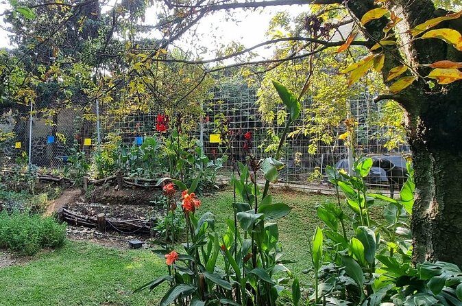 Urban Orchard in Desierto de los Leones in Mexico City - Cost and Value