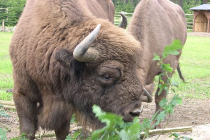 Usedom: Nature Park Tour - Nature Park Highlights