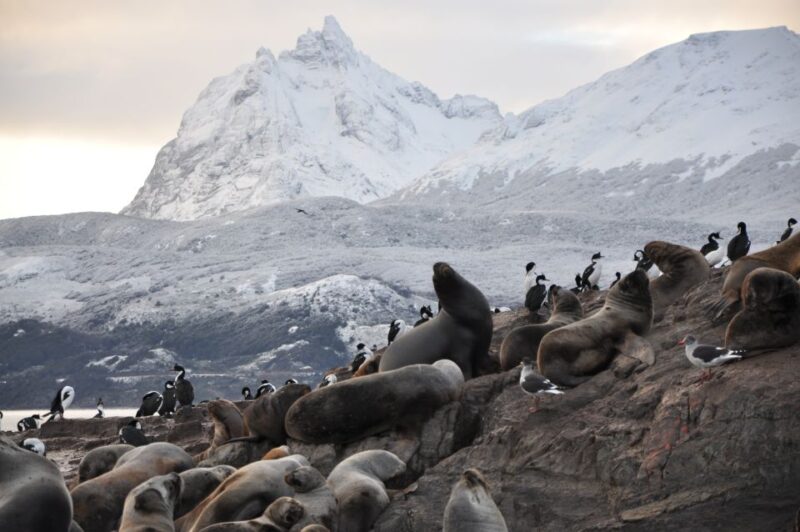 Ushuaia: Beagle Channel & Sea Wolves Island Catamaran Cruise - Onboard Experience