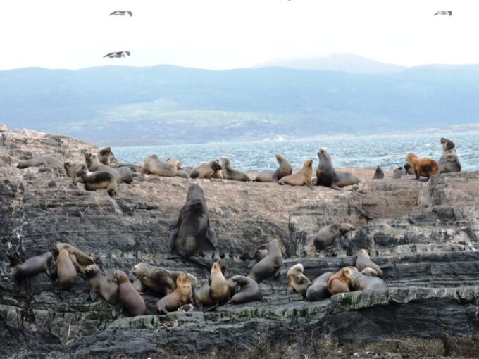 Ushuaia: Beagle Channel & Sea Wolves Island Catamaran Cruise - Wildlife Encounter Details