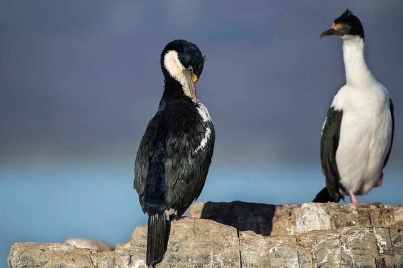 Ushuaia: Beagle Channel, Seal Island & Bridges Islands Tour - Customer Feedback and Ratings