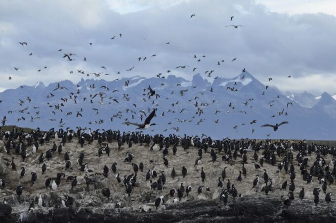 Ushuaia: Penguin Watching Tour by Catamaran - Customer Reviews and Feedback