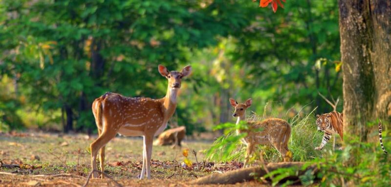 Uttarakhand Delights: Nainital & Corbett Expedition - Good To Know
