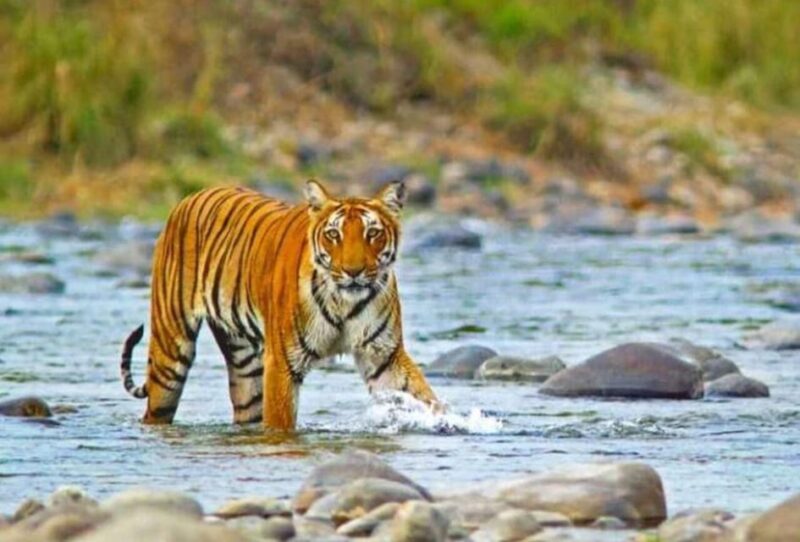 Uttarakhand: Nainital, Rishikesh, Jim Corbett, and More - Explore Nainitals Captivating Lakes