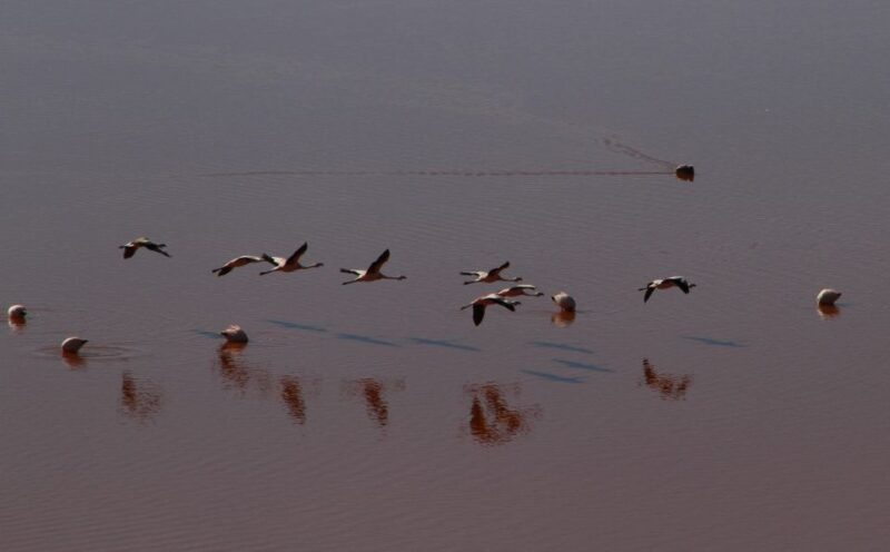 Uyuni Salt Flat Private Tour From Chile in Hostels - Accommodation Details