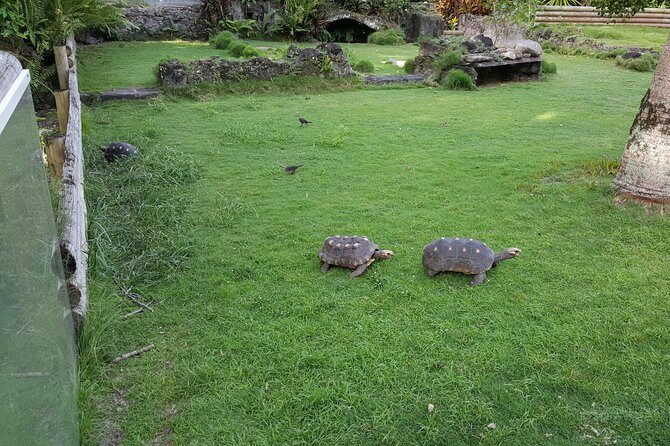 V.I.P Green escape 2-Zoo de Martinique - An In-Depth Look at the V.I.P Green Escape to Zoo de Martinique