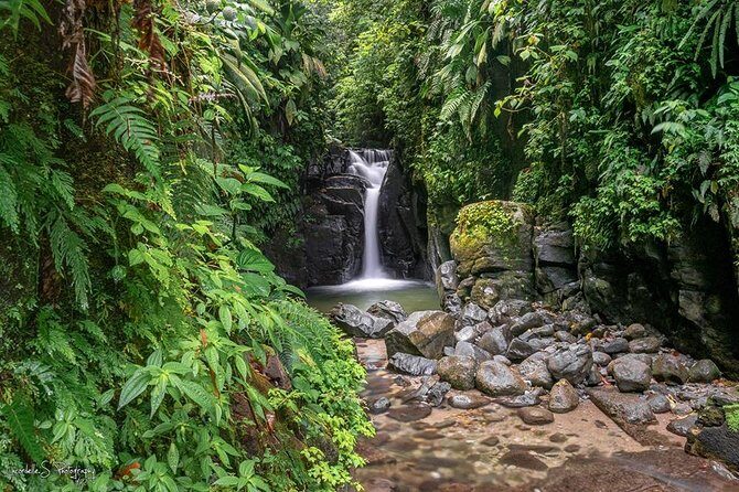 V.I.P North Caribbean deep forest Tour -The Green Martinique - Scenic Highlights and Cultural Gems