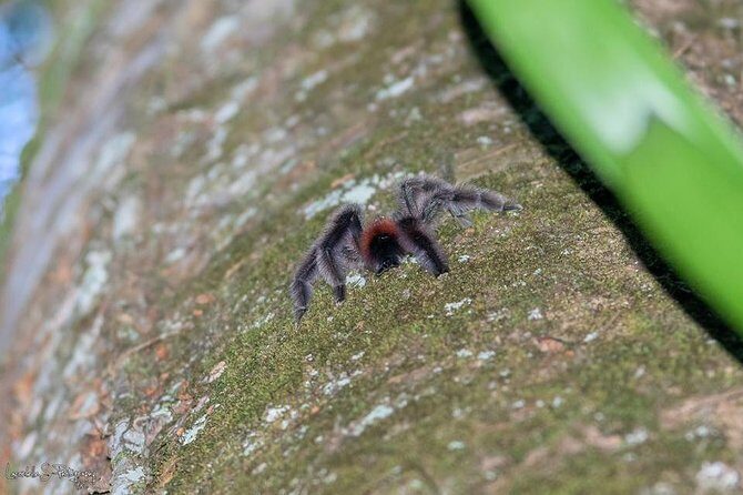 V.I.P North Caribbean deep forest Tour -The Green Martinique - Real Traveler Insights