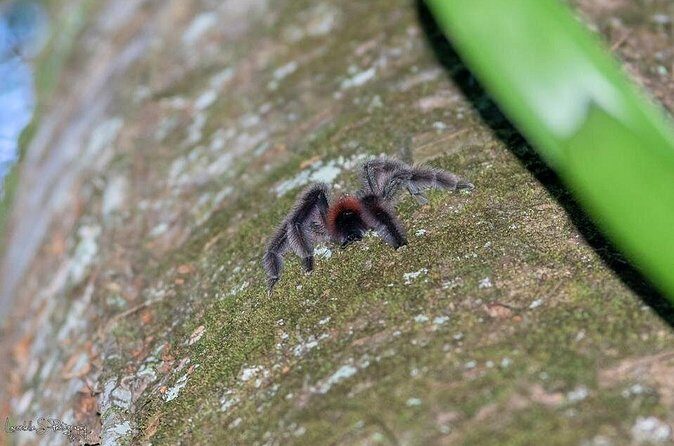 V.I.P North Caribbean deep forest Tour -The Green Martinique - Who Will Love This Tour?