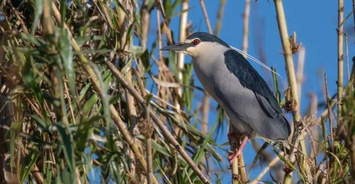Valada Do Ribatejo: Tejo River Birdwatching Experience - Pricing Information