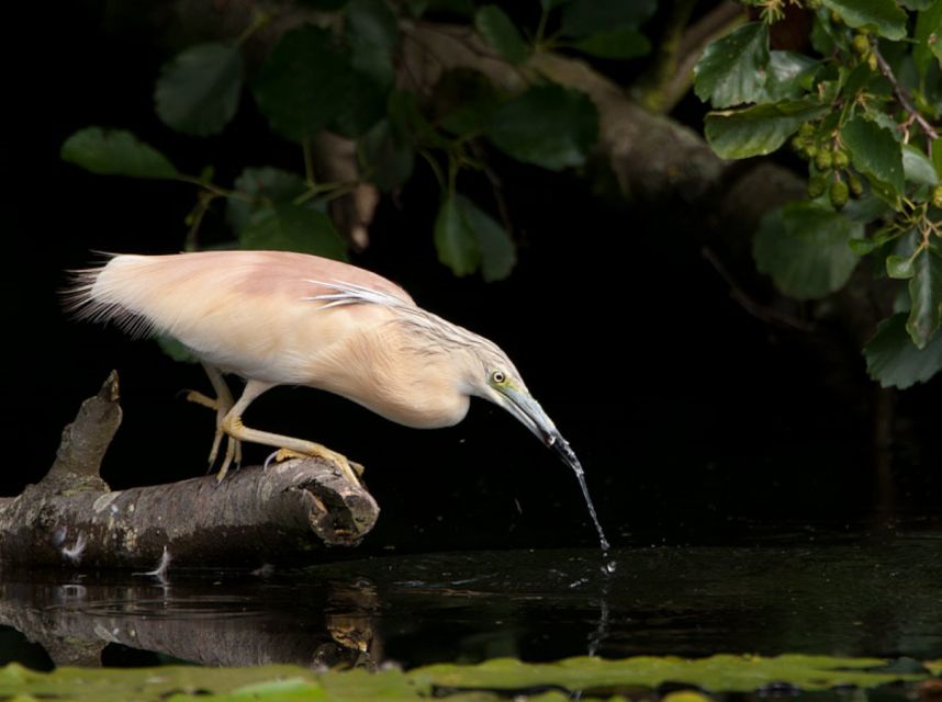 Valada Do Ribatejo: Tejo River Birdwatching Experience - Reservation Process