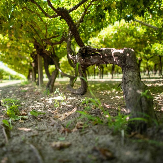 Valdadige: Roeno Guided Tour and Wine Tasting - Detailed Itinerary