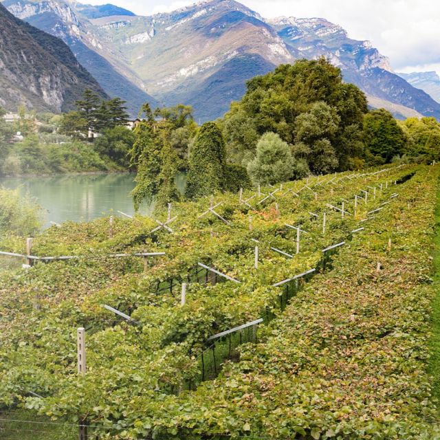 Valdadige: Roeno Guided Tour and Wine Tasting - Customer Feedback