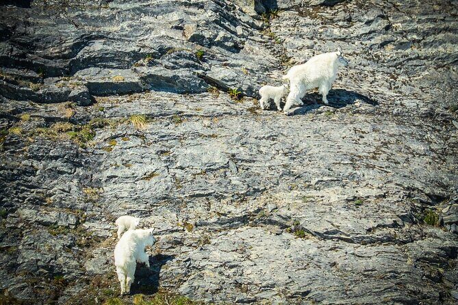 Valdez Glacier View Tour - What’s Included and What to Expect