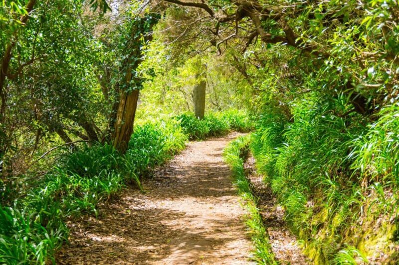 Vale Paraíso Rochão Madeira Island Walk - Introduction: An Invitation to Discover Madeira’s High Peaks