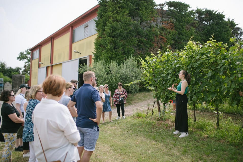 Valeggio: Perlage D'autore, Bubbles of Excellence and Guided Tour - Guided Tour