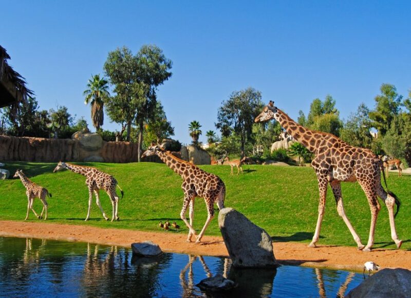 Valencia: Bioparc Valencia Admission Ticket - Good To Know