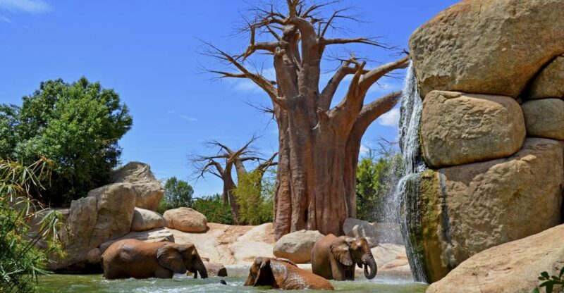 Valencia: Bioparc Valencia Admission Ticket - Experience Highlights