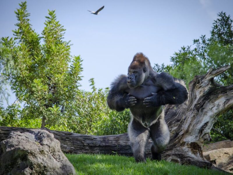 Valencia: Bioparc Valencia Admission Ticket - Additional Information
