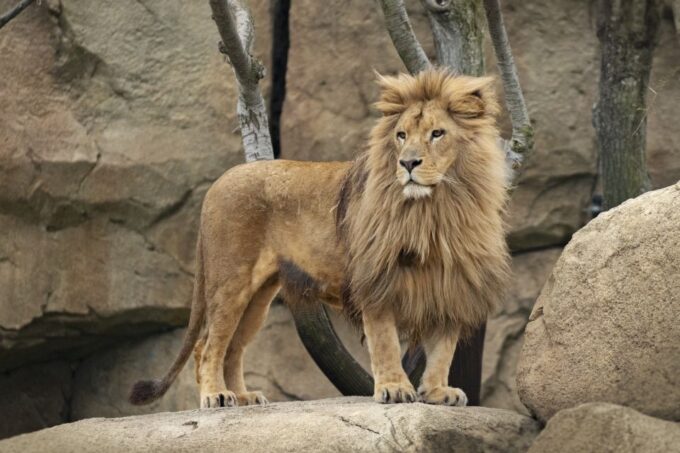 Valencia: Bioparc Valencia Admission Ticket - Parking and Accessibility