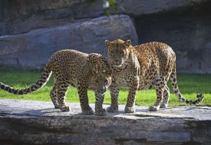 Valencia: Bioparc Valencia Admission Ticket - Animal Habitats and Exhibits