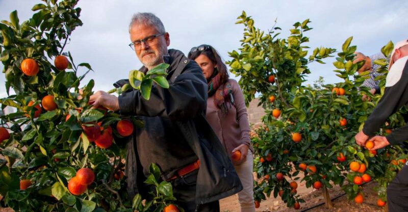 Valencia: Orange Farm and Orchard Trip With Tastings - Experience Highlights