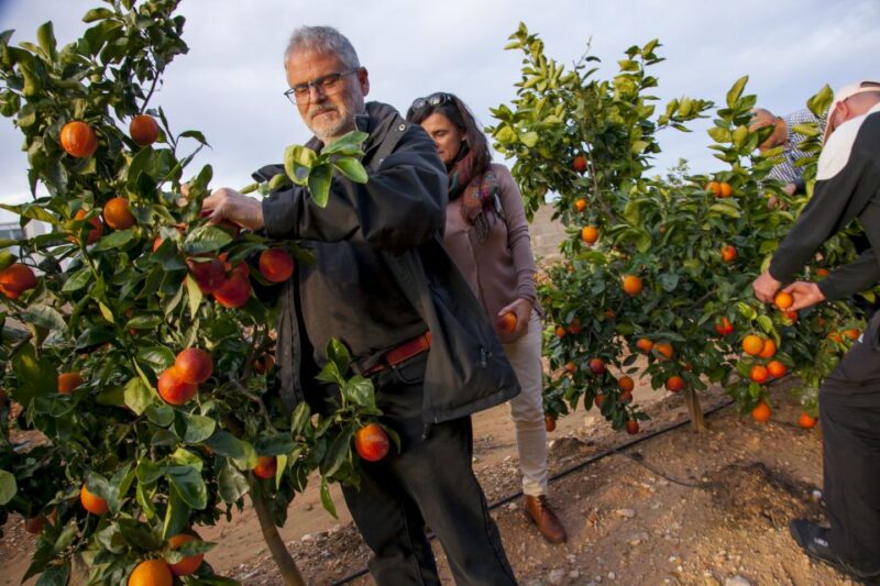 Valencia: Orange Farm and Orchard Trip With Tastings - Tour Itinerary