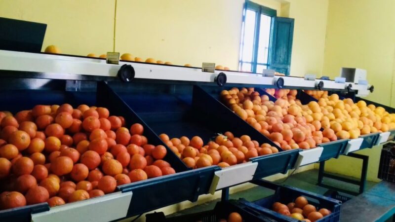 Valencia: Orange Farm and Orchard Trip With Tastings - Transportation and Meeting Point